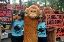 ProFauna ride educate orangutan