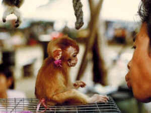 primate monkey Thailand McGreal