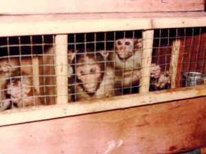 primate monkey Thailand McGreal