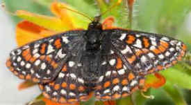 endangered species butterfly