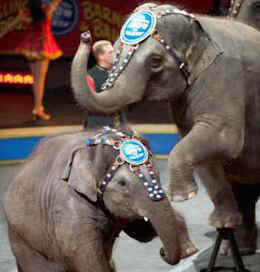 Ringling protests