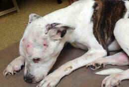 Puppy Doe tortured pitbull
