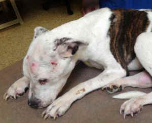 Puppy Doe tortured pitbull