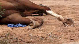 horse racing