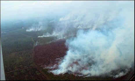 rape orangutan palm oil