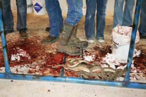 rattlesnake roundup