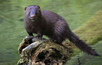 wild baby mink