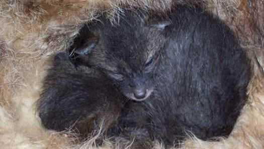 Recycled Fur Coats Become Animal Nests, How To Recycle A Mink Coat