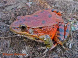 red-legged frog