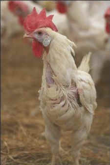 rescued hens airlift sanctuary