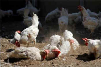 rescued hens airlift sanctuary