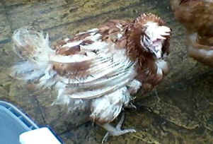 rescued hen battery enriched colony