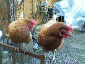 rescued hen battery enriched colony