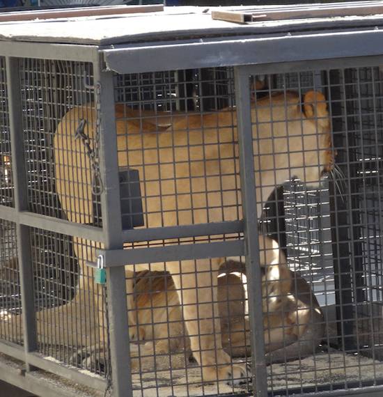 confined lions