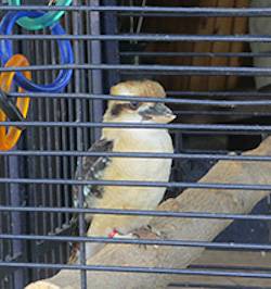 caged bird