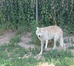 captive wolf