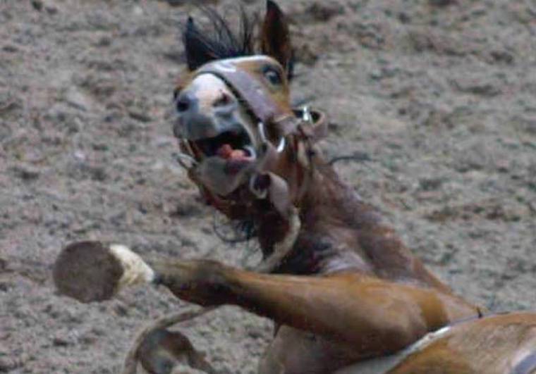 terrified horse