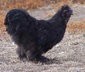 rooster rescue sanctuary backyard