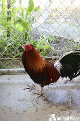 Animal Place roosters rescued bloodsport