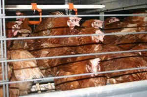 laying hen enriched cage