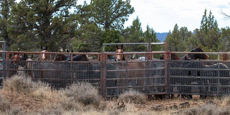 captured wild horses