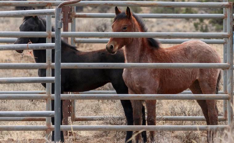captured wild horses