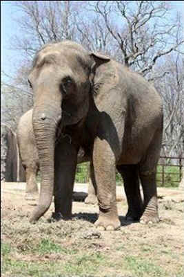 Patience elephant zoo