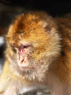 IPPL monkey tourist group