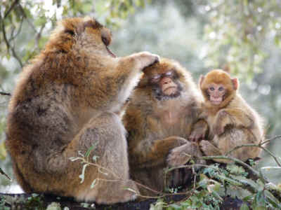 IPPL monkey tourist group
