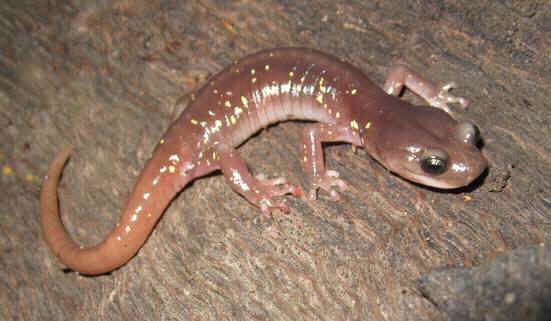 salamanders