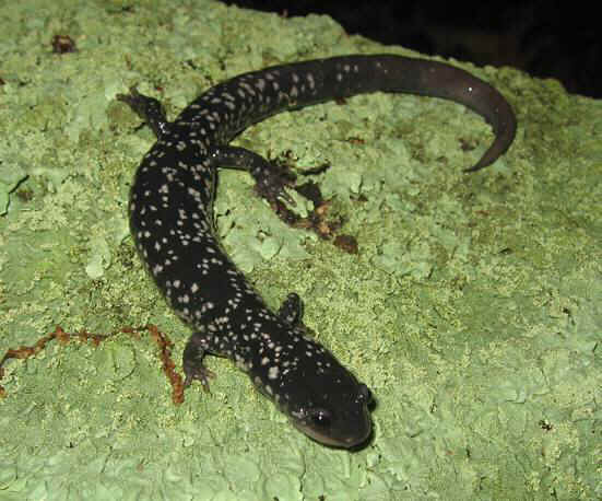salamanders