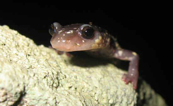 salamanders