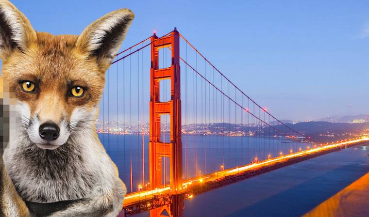 Golden Gate Bridge fox
