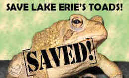 Lake Erie fowler toads