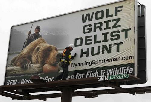 grizzly bear hunt