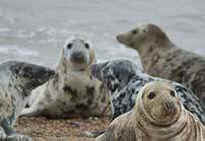seal penis