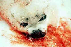 baby harp seal