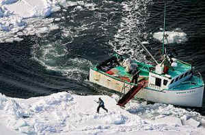 harp seals seal hunt