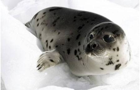 harp seal