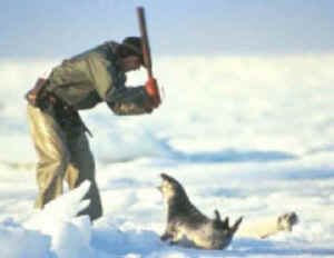 harp seal fur