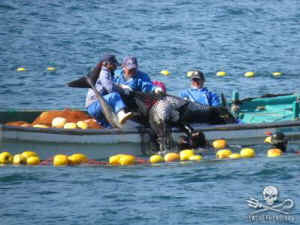 SeaWorld dolphin capture Sea Shepherd