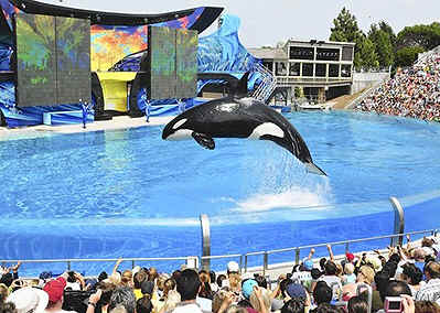 SeaWorld Sea World Shamu orca captivity