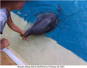 Seaworld dolphin captivity Blackfish