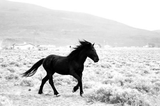 wild horse