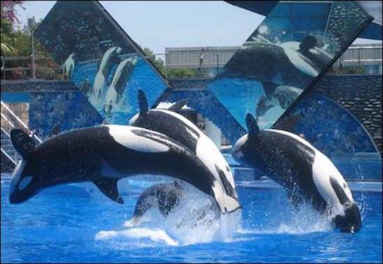 seaworld orcas