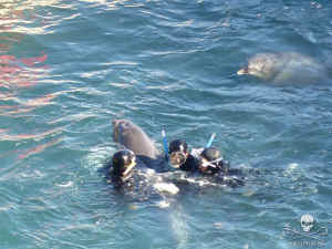 Sea Shepherd seaworld Taiji dolphins