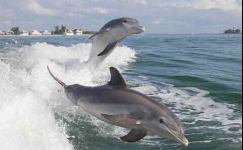 two wild dolphins