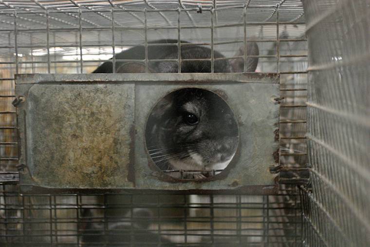 caged Chinchilla