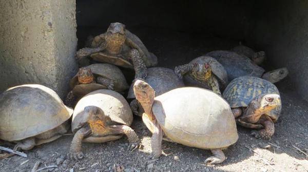 tortoises and turtles