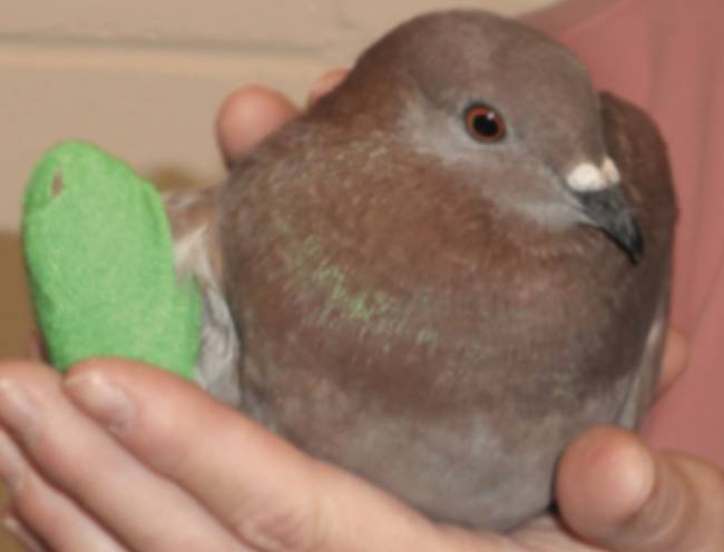 rescued pigeon